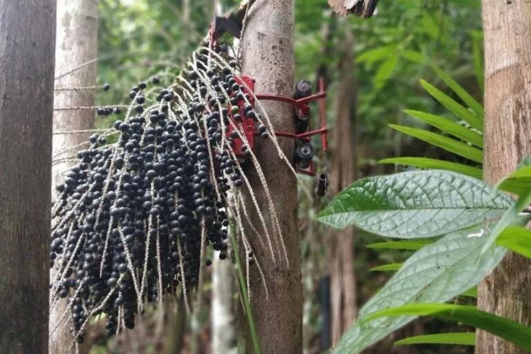 “Busca Cacho” otimiza a colheita de açaí 