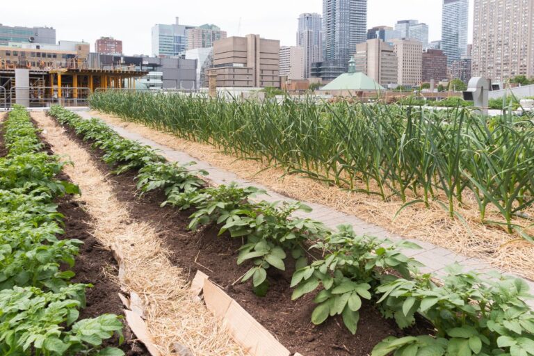 Projeto que cria política nacional para agricultura urbana vira lei