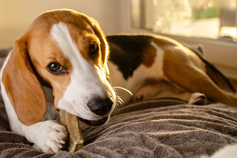 Canadá abre mercado para produtos brasileiros destinados a animais de estimação