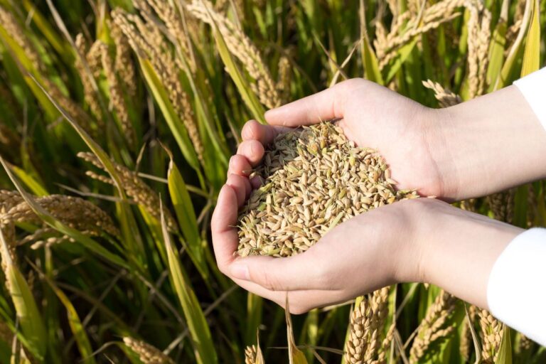 Arroz: cenário no RS é de preços elevados e negociações lentas