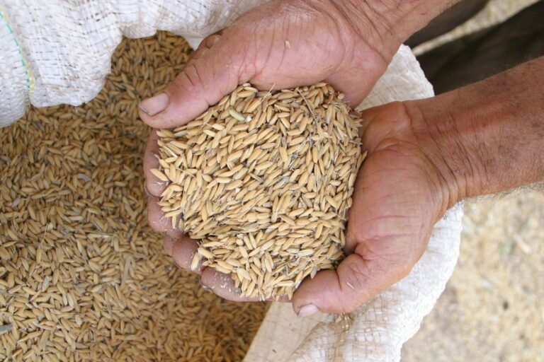 Arroz em casca: demanda sustenta preços no Rio Grande do Sul
