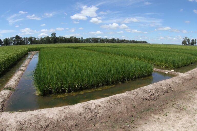 Arroz: como plantar, colher e que cuidados ter na lavoura
