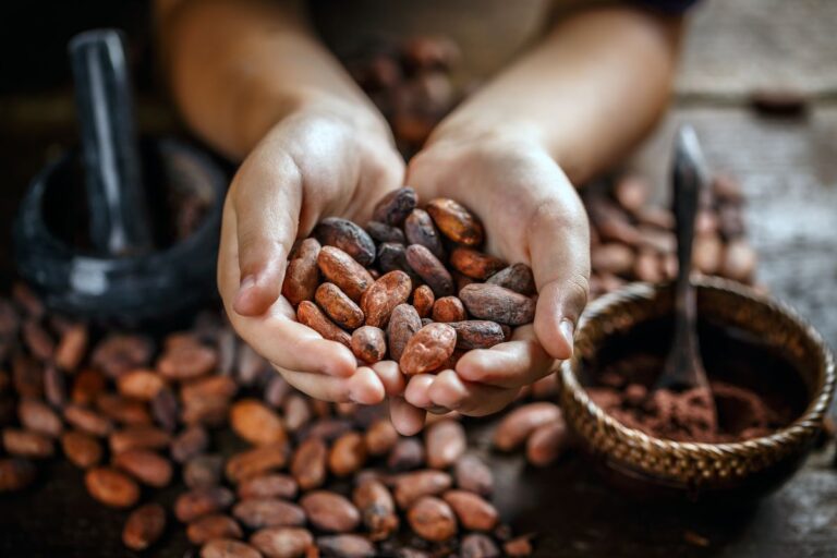 Cacau: processamento cai na Europa, América do Norte e Ásia