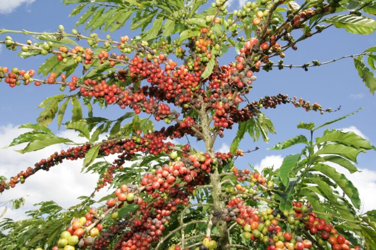Café: comercialização da safra 2024/2025 está em 33%