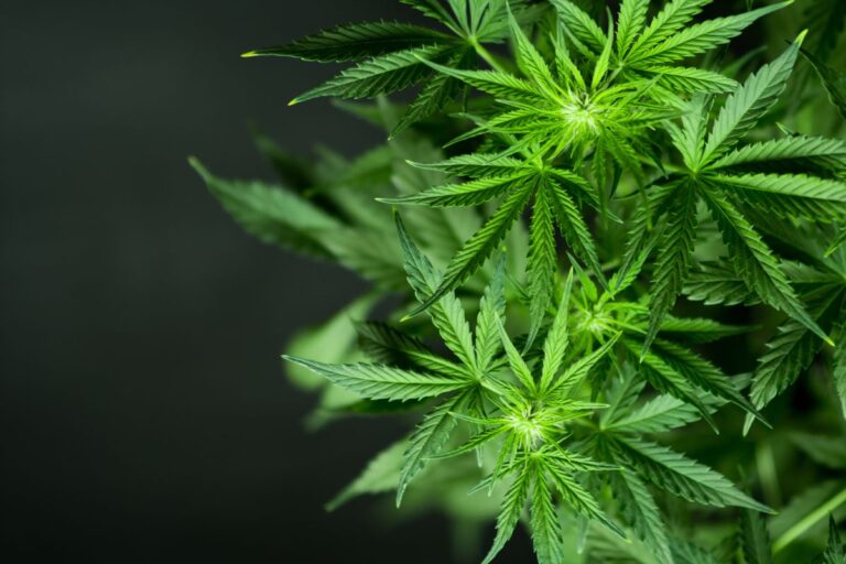 Cannabis no agronegócio: como planta pode ser aproveitada além do uso medicinal