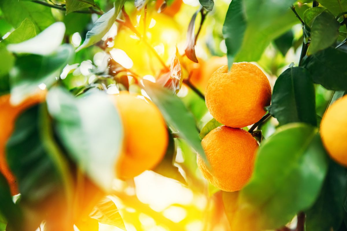 Foto: Adobe Stock
