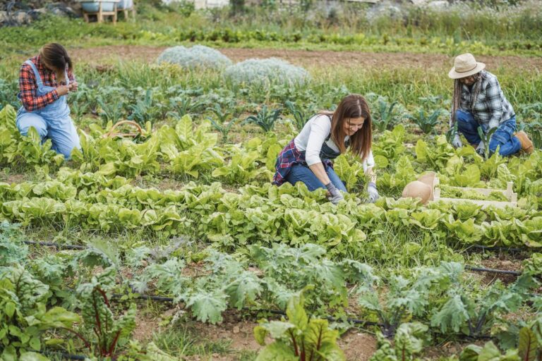 Cooperativas agropecuárias distribuíram R$ 20,5 bilhões para produtores rurais em 2023