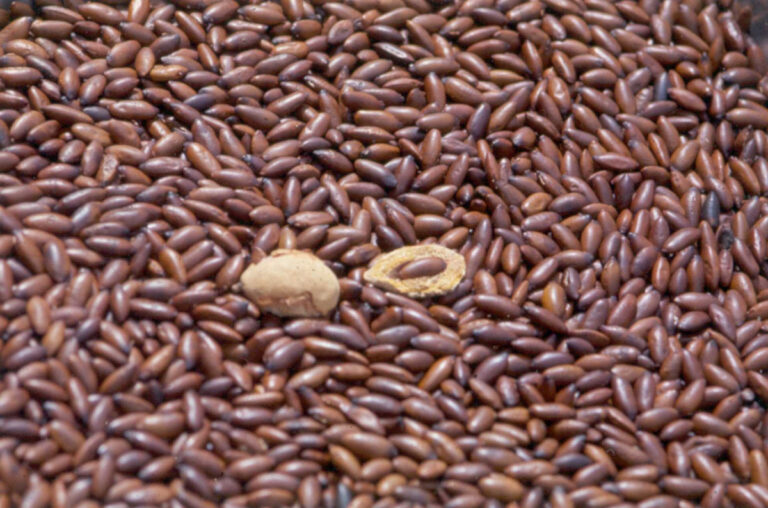 Baru: saiba mais sobre a castanha do Cerrado