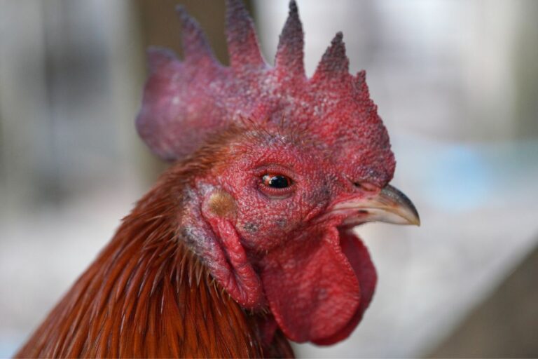 Fávaro diz que consumo de aves e ovos não tem risco, após confirmação da doença de Newcastle no Rio Grande do Sul
