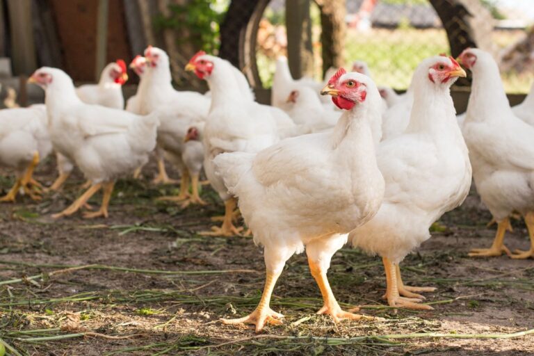Brasil suspende exportações de carnes de aves e derivados para mais de 30 países