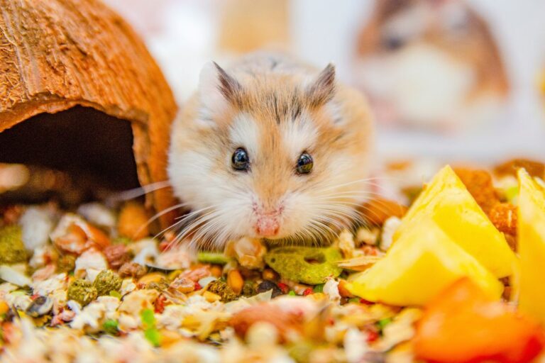 Brasil abre mercado de pet foods para Taiwan