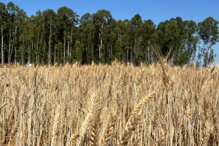 Embrapa desenvolve cultivar de trigo para o Cerrado voltada à confeitaria