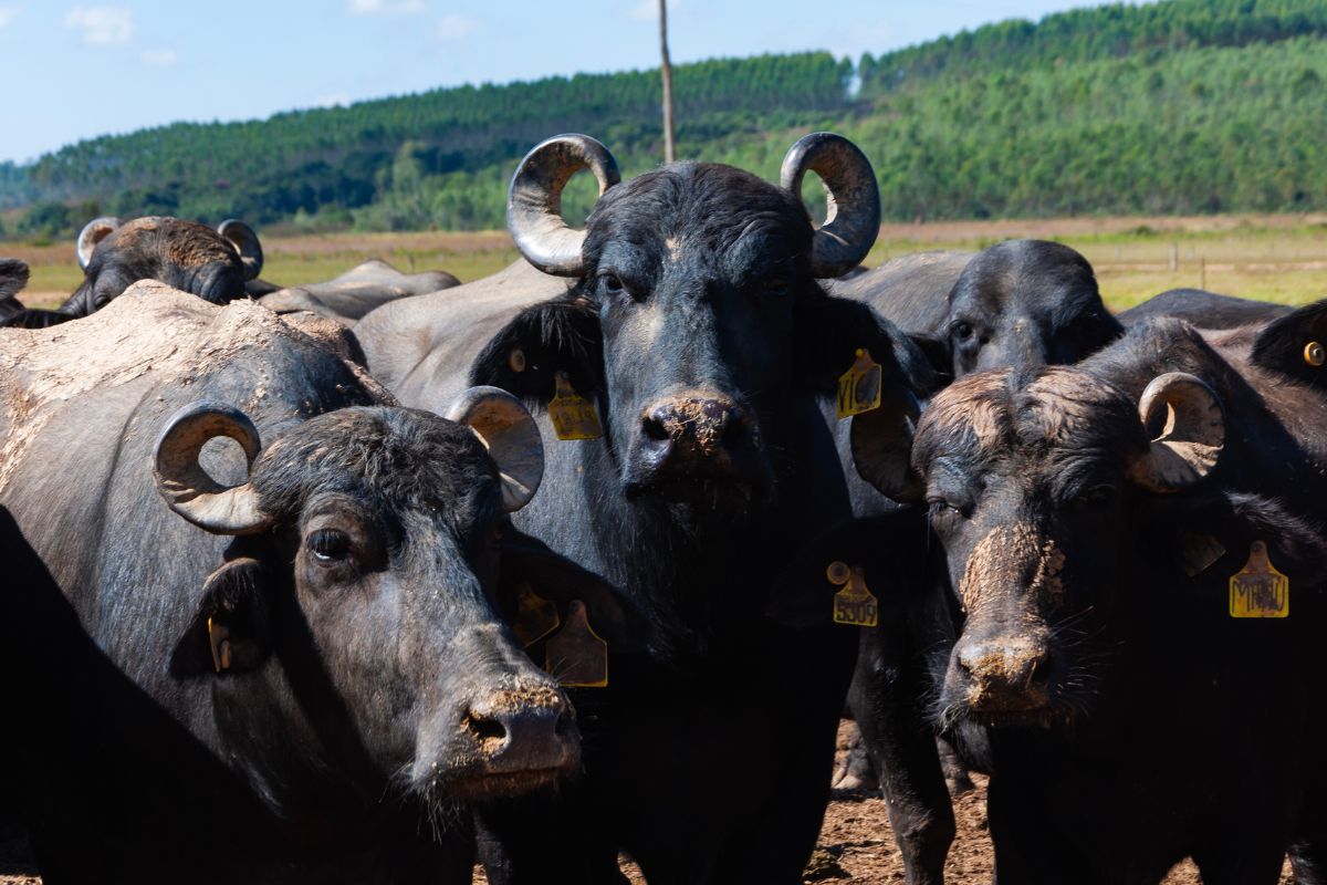 Brasil possui o maior rebanho de búfalos do Ocidente | Foto: Bom Destino/Divulgação