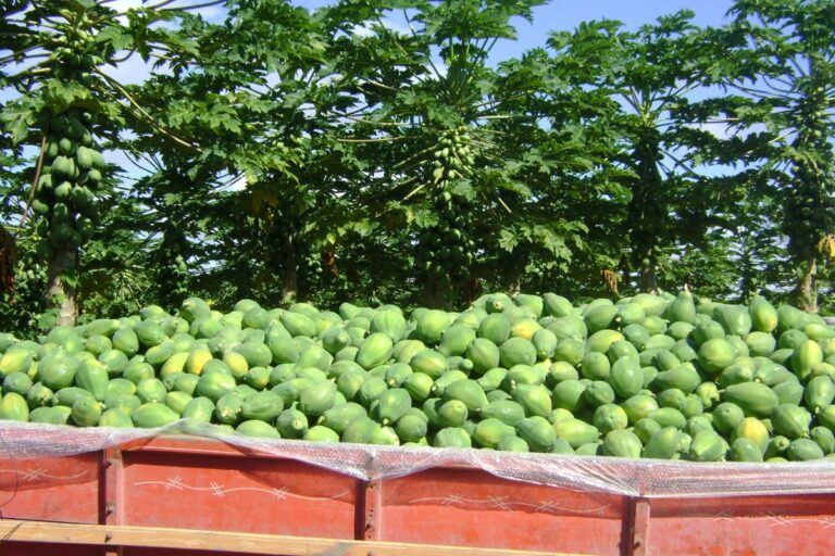 Mamão: conheça os tipos, forma de plantar e curiosidades sobre a fruta