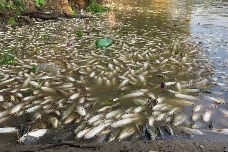 Desastre ecológico: usina é multada em R$ 18 milhões por mortandade de peixes no interior de SP