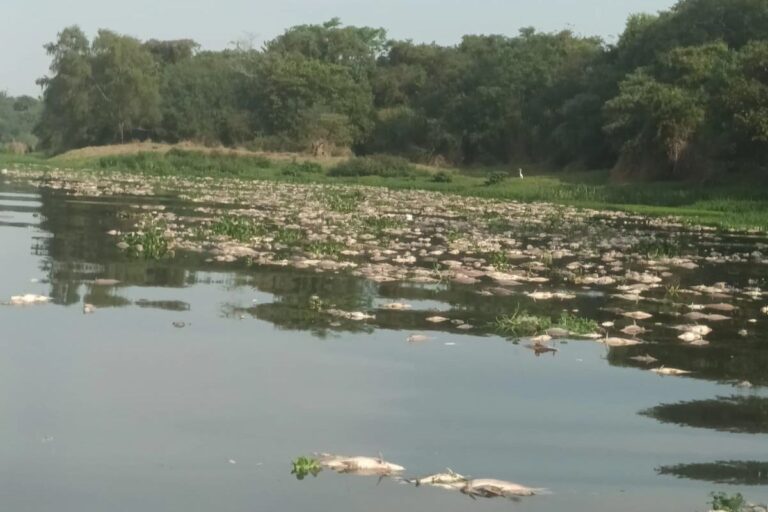 Mortandade de peixes em rio de SP pode passar de 100 toneladas, diz associação