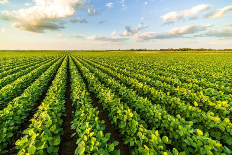 Plano Safra: Ex-secretários de política agrícola apontam falhas e inseguranças 