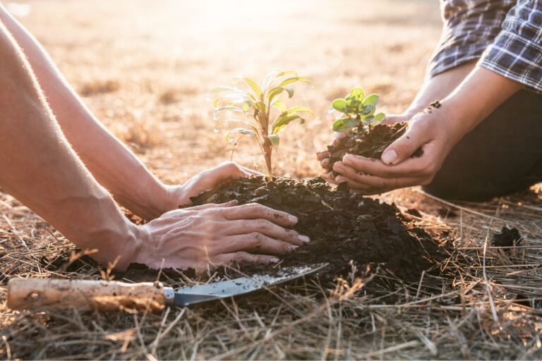 Nestlé anuncia reflorestamento de 4 mil hectares de áreas degradadas no Cerrado e na Mata Atlântica