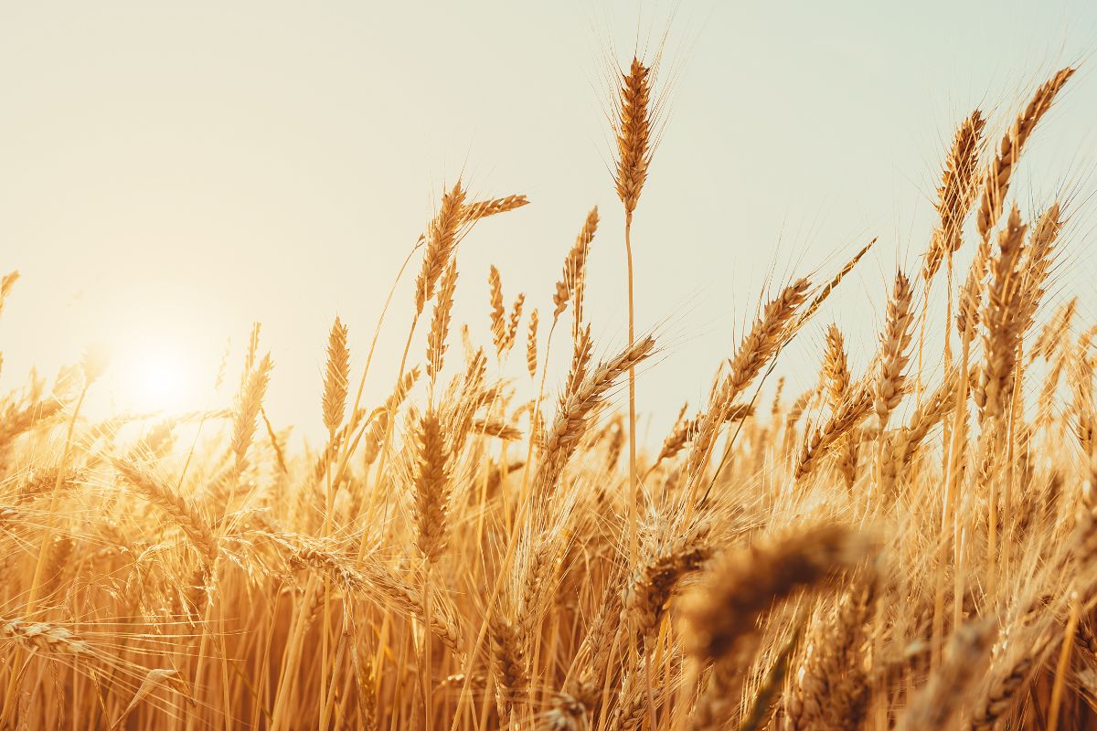 Foto: Adobe Stock