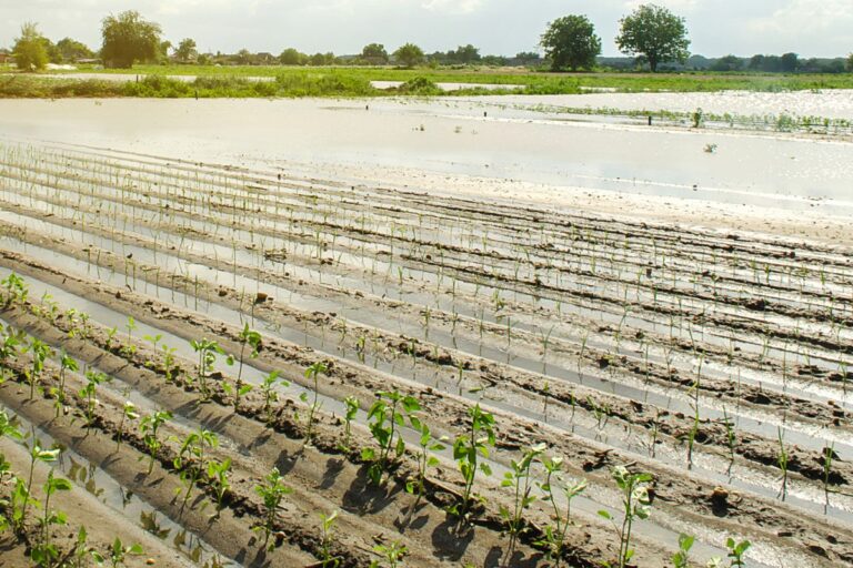 Governo publica medida que libera recursos para Seguro Rural no RS