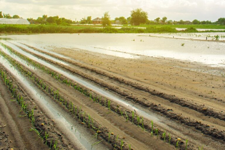 Entenda por que o seguro rural não foi prioridade no Plano Safra