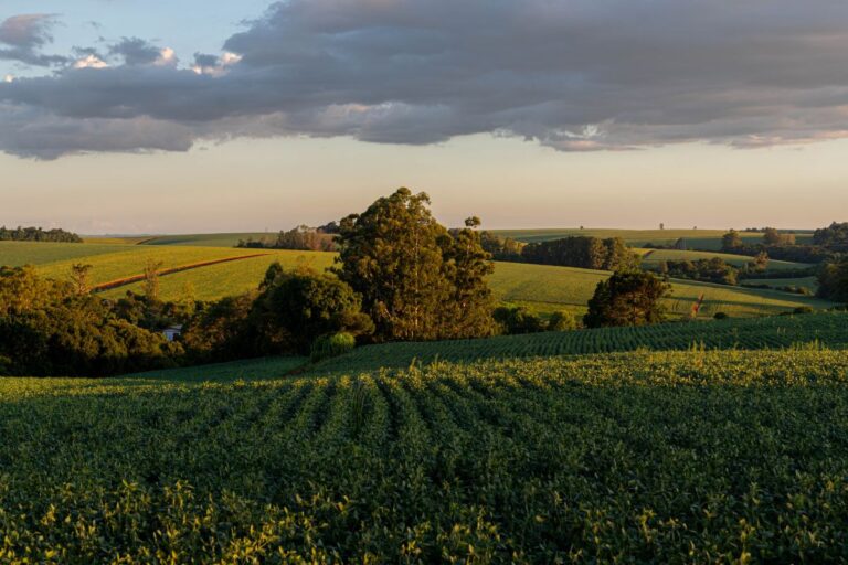 Ministério da Agricultura publica critérios para o Seguro Rural destinado ao RS
