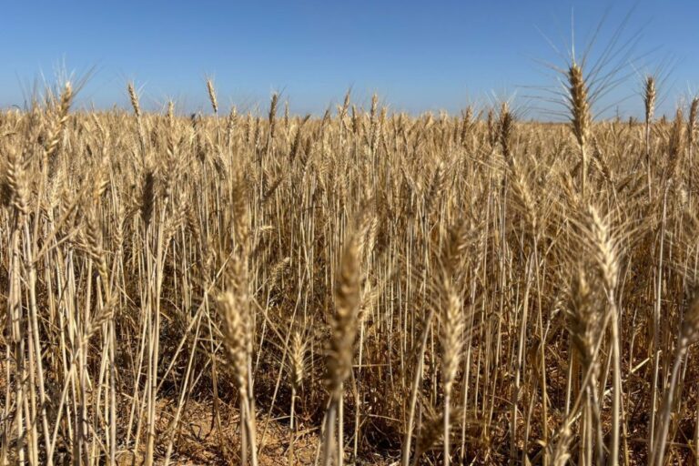 Produtores de trigo do Cerrado sofrem com clima mais seco e produtividade deve cair na região