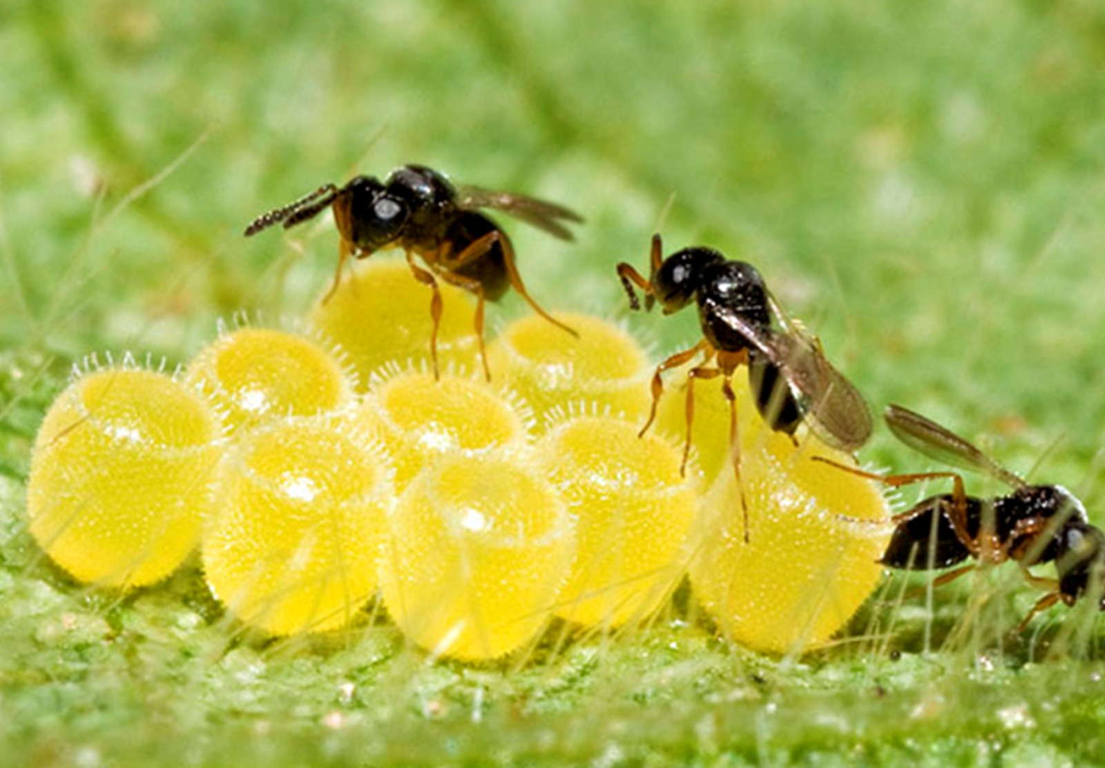 Vespa parasitando ovos de percevejo-marrom. Foto: Nitro/Divulgação