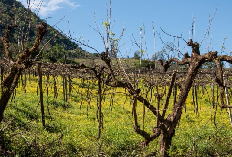 Como plantar uva e produzi-la durante o inverno?