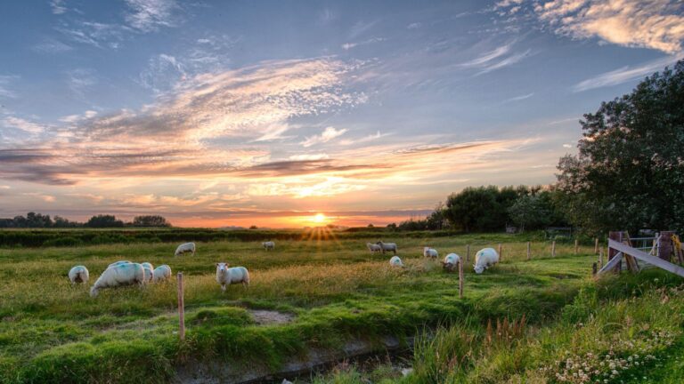 Como a inteligência artificial pode tornar o agronegócio mais sustentável?