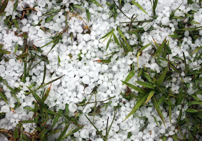 Como o granizo afeta as plantações?
