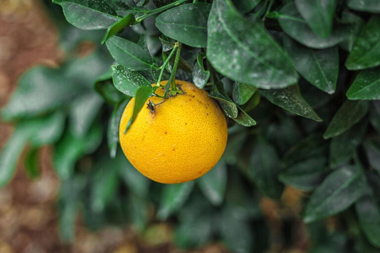 Greening na citricultura: entenda como controlar a peste