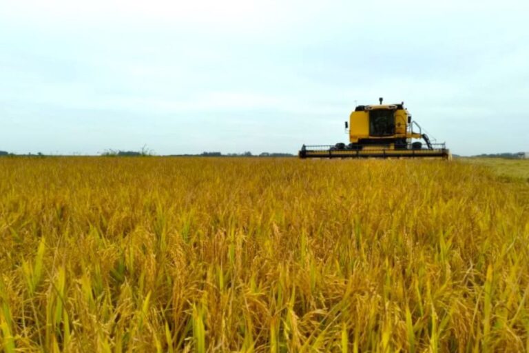 Produção de grãos deve crescer 16% no Rio Grande do Sul