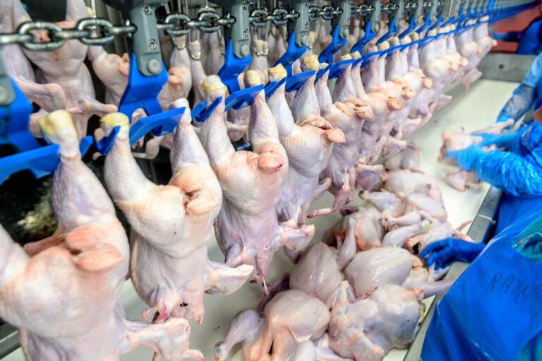 Coreia do Sul, Angola e Catar abrem mercado para frango do Brasil