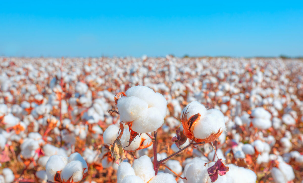 Foto: Adobe Stock