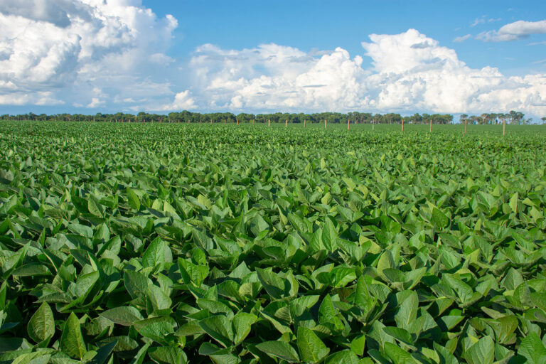 Custo de produção da soja em Mato Grosso sobe em dezembro, diz Imea