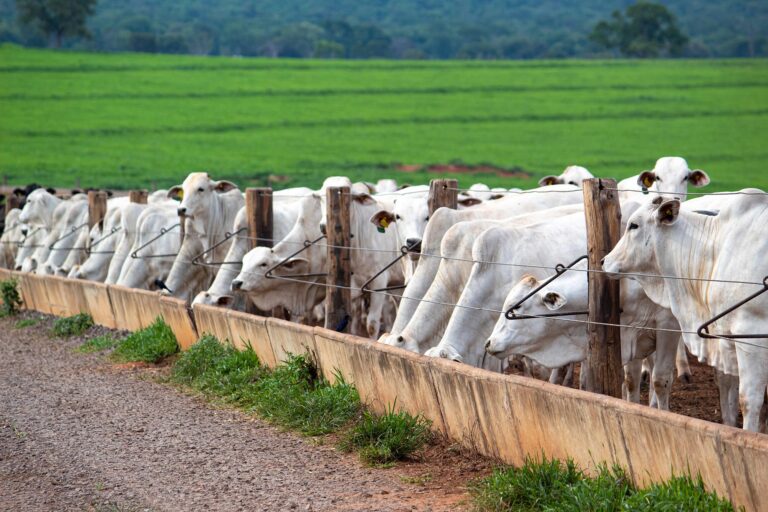 Confinamento de gado em Mato Grosso bate recorde com mais de 890 mil cabeças em 2024