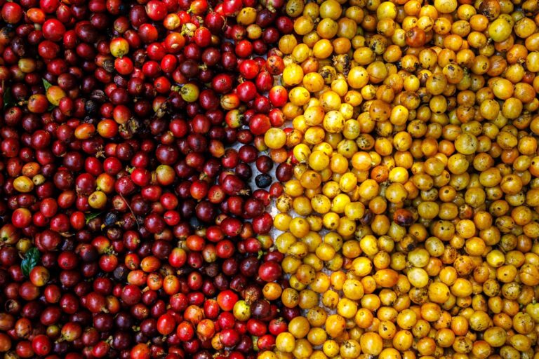 Cafeicultores de MG investem em qualificação e conquistam paladares internacionais