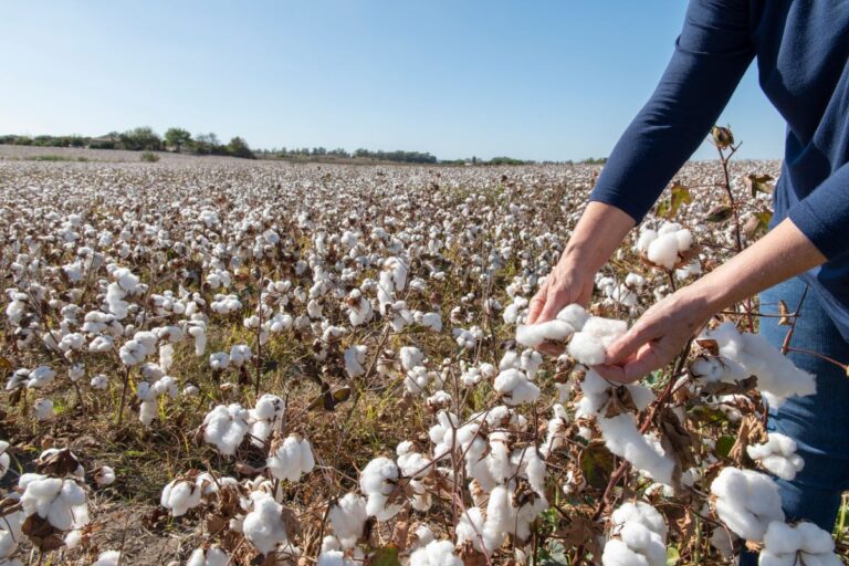 Marcos Fava Neves: 5 pontos para ficar de olho no mercado agro em agosto