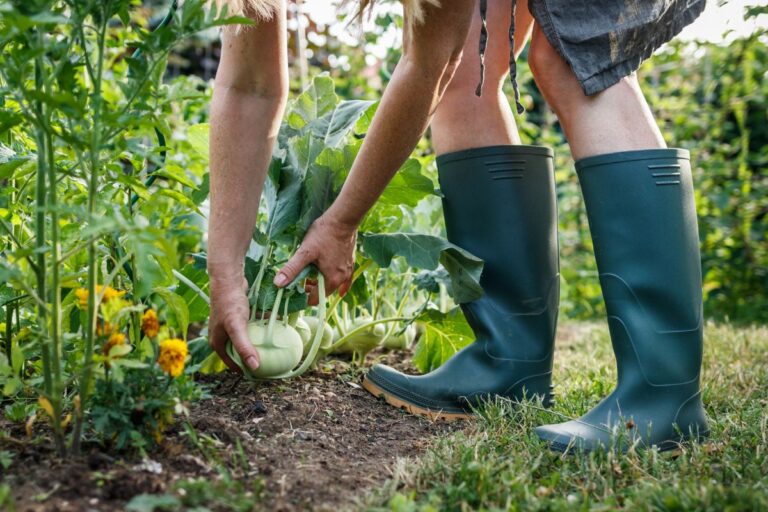 Equipe econômica do governo prevê corte de R$ 3,7 bilhões para Proagro em 2025