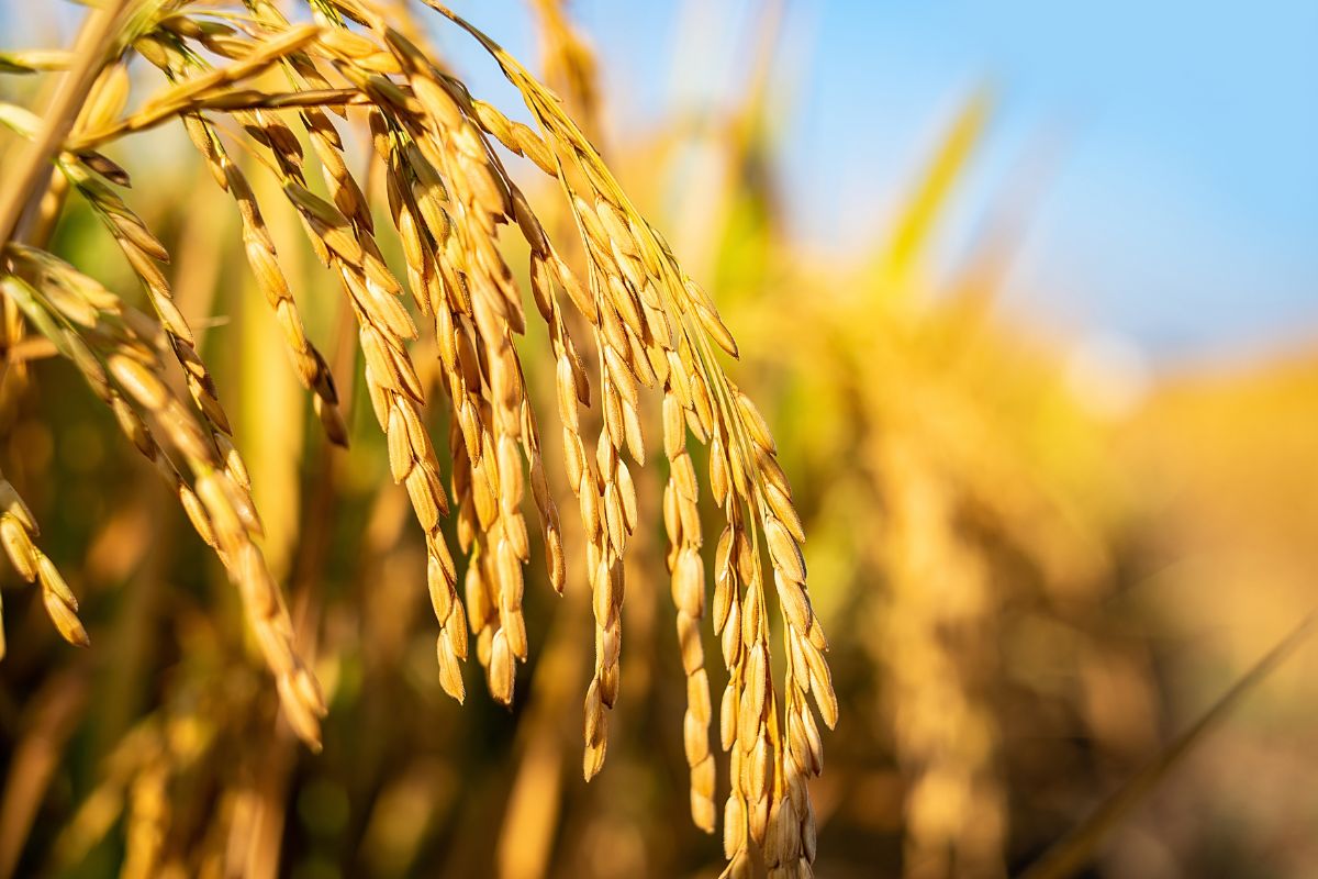 Foto: Adobe Stock