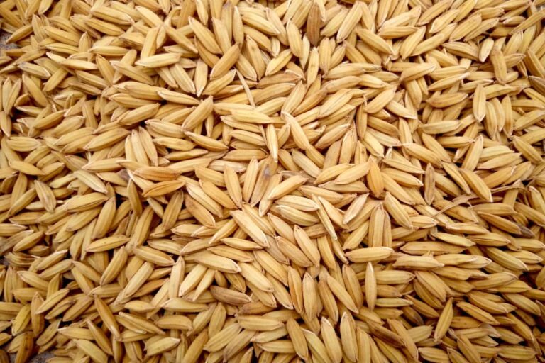 Arroz: preços oscilam e tentam sustentação na semana