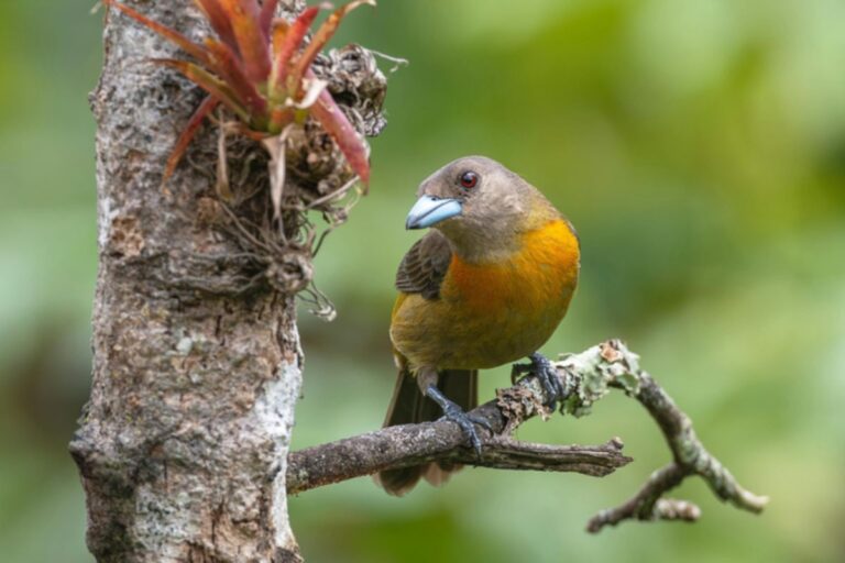 México abre mercado para aves brasileiras de exibição e reprodução