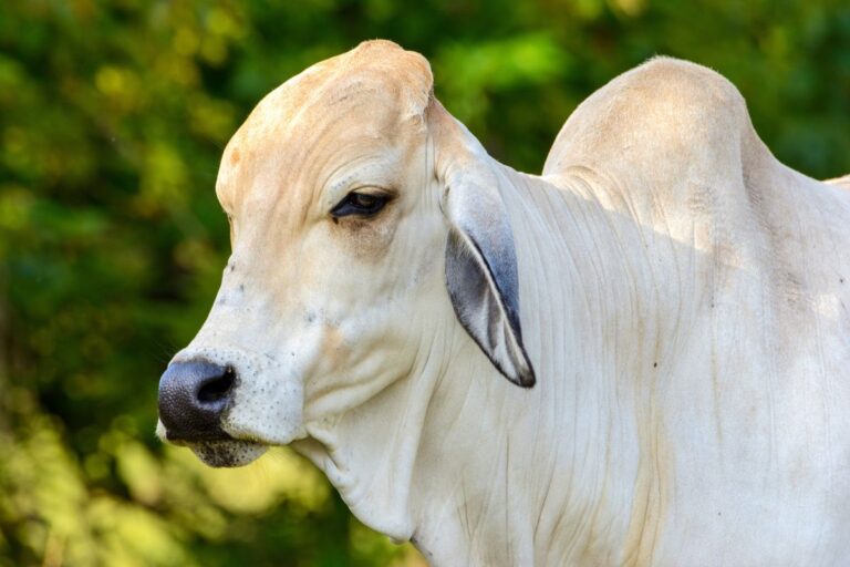 Boi gordo: arroba tem preços firmes em grande parte do país