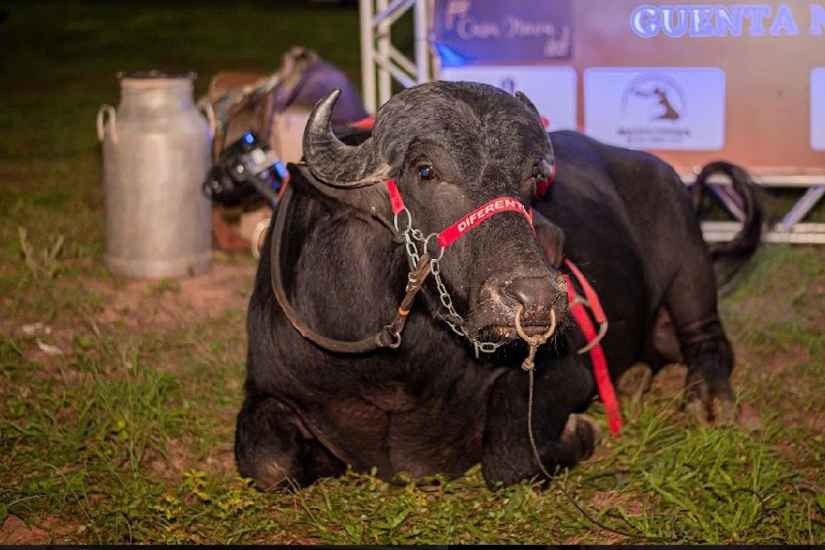 Foto: Rômulo Cavalcante/Arquivo Pessoal