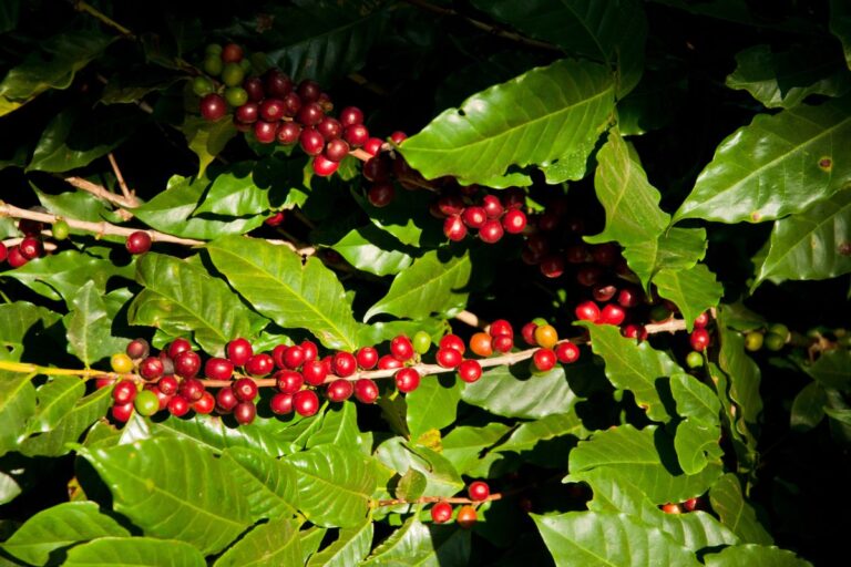 Chuvas abaixo da média afetam lavouras de café em Minas Gerais, São Paulo e Espírito Santo