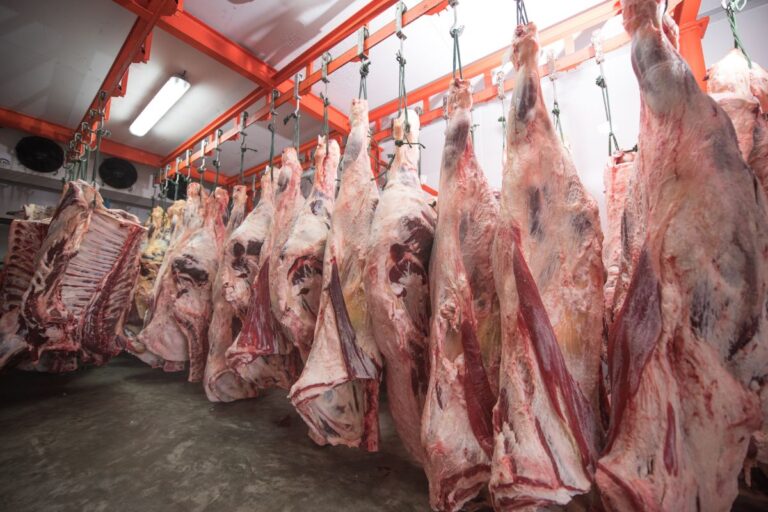 Carne bovina: julho tem recorde de volume exportado, porém preços médios têm queda