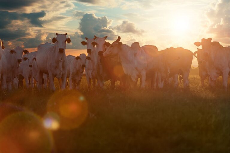 Exportações de carne bovina batem novo recorde em julho