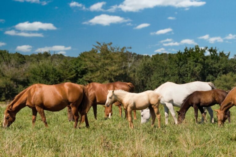 União Europeia abre mercado de equinos vivos do Brasil