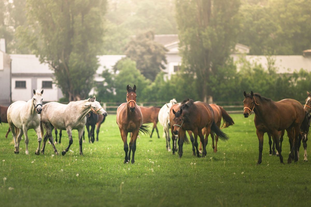 Foto: Adobe Stock